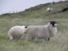 englandscotlandwales2010397_small.jpg