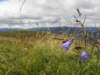 englandscotlandwales2010412_small.jpg