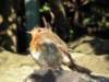 englandscotlandwales201078_small.jpg