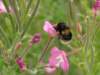 englandscotlandwales201044_small.jpg