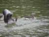 englandscotlandwales201046_small.jpg