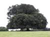 englandscotlandwales201048_small.jpg