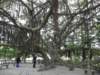 chinafuzhou2123012008158_small.jpg