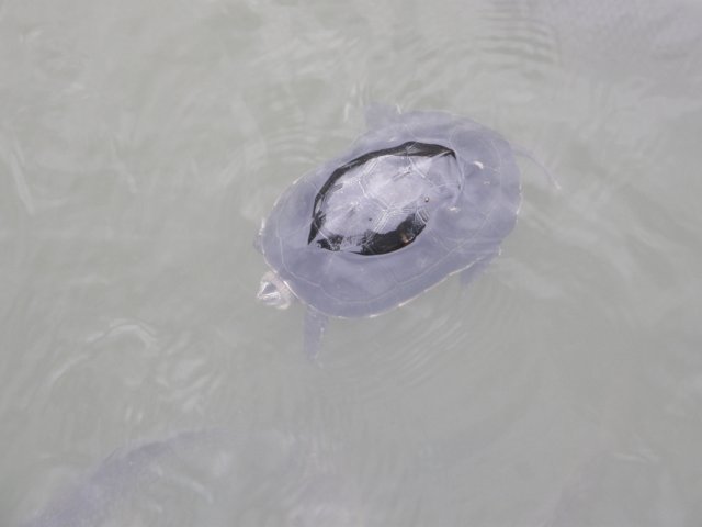 chinafuzhou2123012008160.jpg