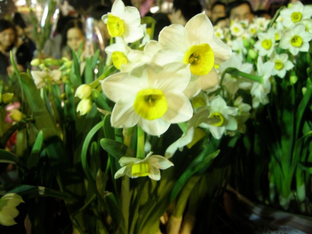 hkchinesenewyeareveflowersmarketcausewaybay250120097.jpg