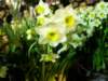 hkchinesenewyeareveflowersmarketcausewaybay250120097_small.jpg