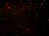hkchinesenewyearsfireworks2701200965_small.jpg