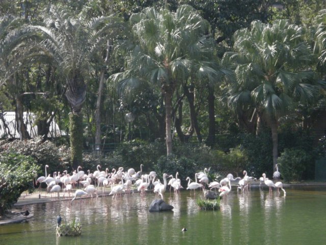 hkkowloongarden2312200812.jpg