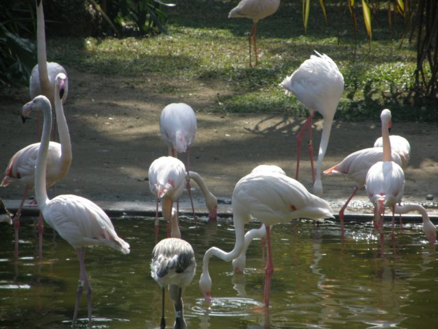 hkkowloongarden2312200813.jpg
