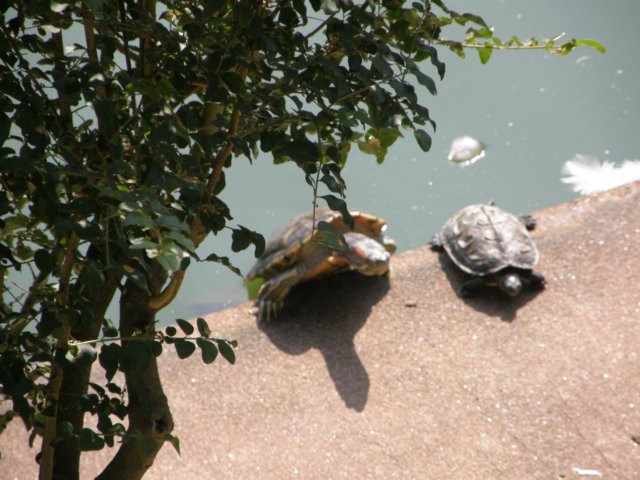 hkkowloongarden2312200814.jpg