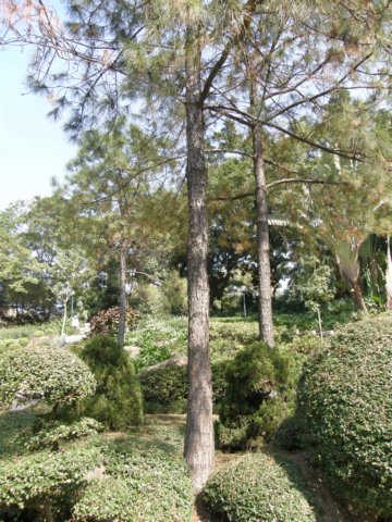 hkkowloongarden2312200815.jpg