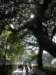 hkkowloongarden23122008_small.jpg