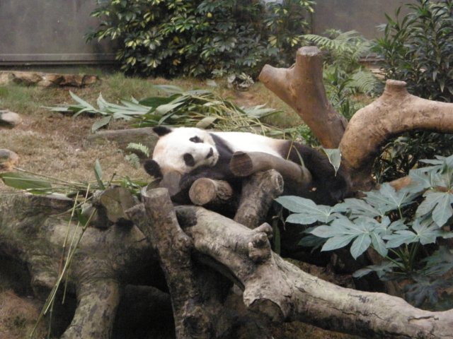 oceanpark14012009103.jpg