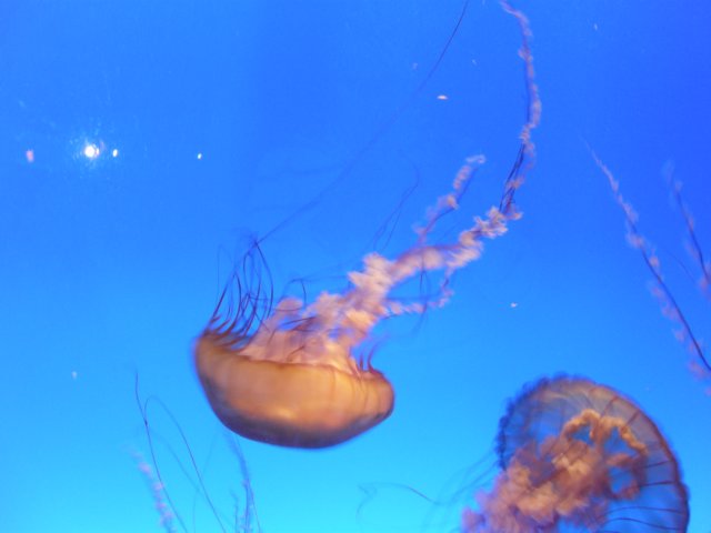 oceanpark1401200916.jpg
