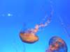 oceanpark1401200916_small.jpg