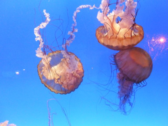 oceanpark1401200917.jpg