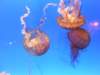 oceanpark1401200917_small.jpg