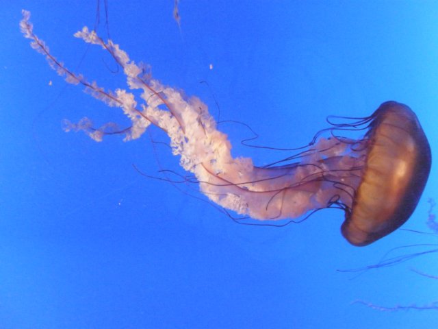 oceanpark1401200918.jpg