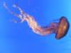 oceanpark1401200918_small.jpg