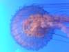 oceanpark1401200919_small.jpg