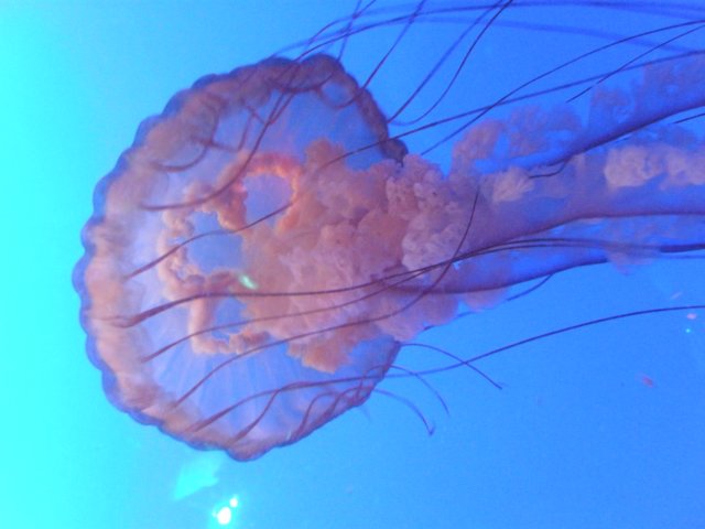 oceanpark1401200920.jpg