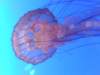 oceanpark1401200920_small.jpg