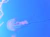 oceanpark1401200921_small.jpg