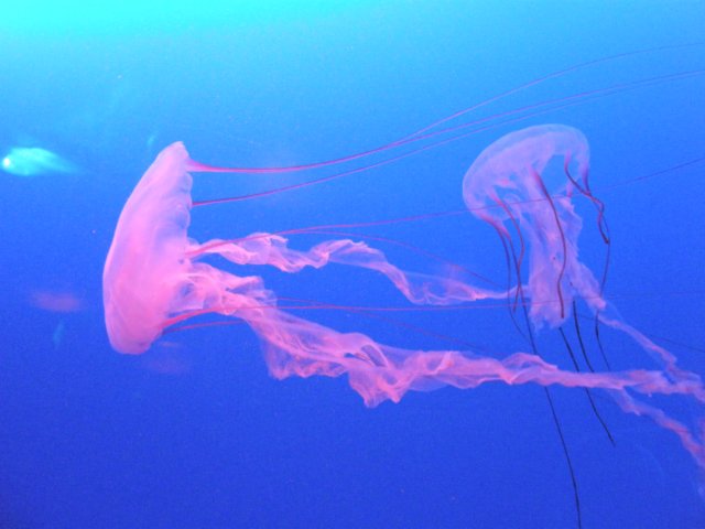 oceanpark1401200922.jpg