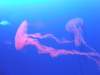 oceanpark1401200922_small.jpg