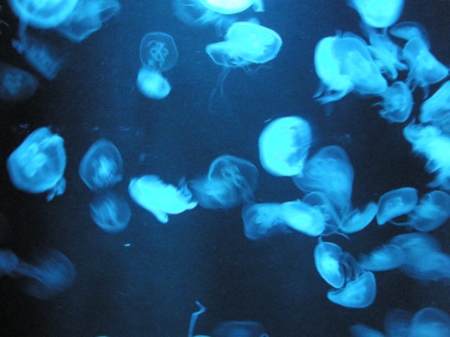oceanpark1401200925.jpg