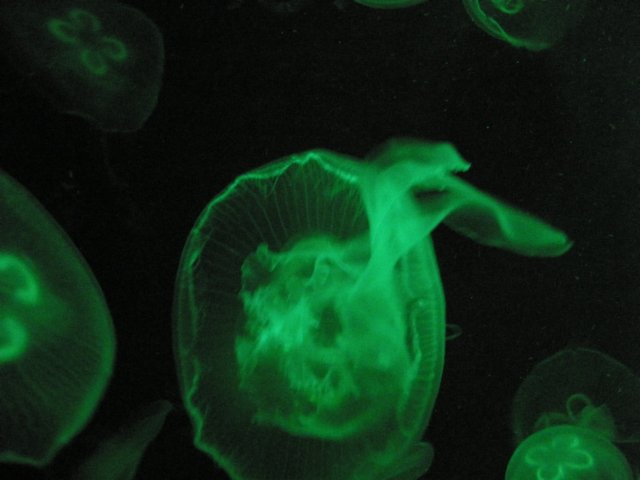 oceanpark1401200927.jpg