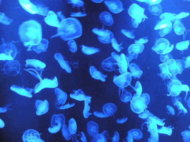 oceanpark1401200928.jpg