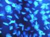 oceanpark1401200928_small.jpg