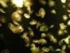oceanpark1401200929_small.jpg