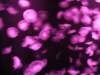 oceanpark1401200930_small.jpg