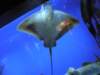 oceanpark1401200934_small.jpg
