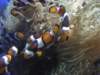 oceanpark1401200938_small.jpg