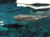 oceanpark1401200939_small.jpg