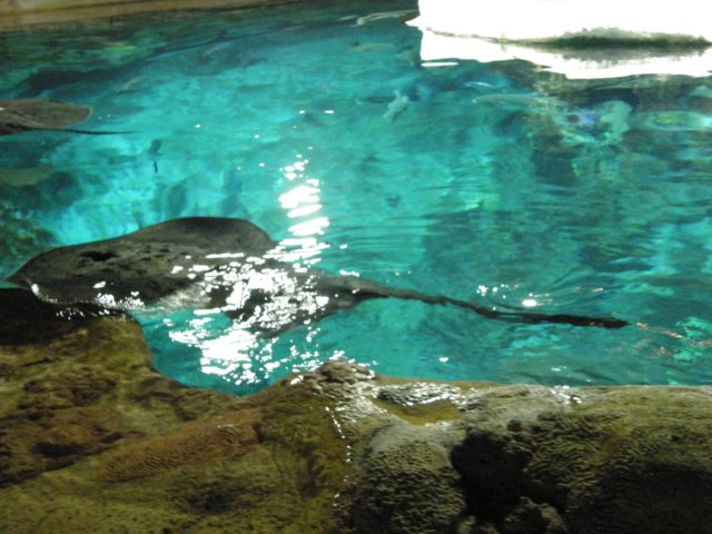 oceanpark1401200940.jpg