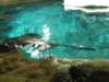 oceanpark1401200940_small.jpg
