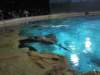 oceanpark1401200941_small.jpg