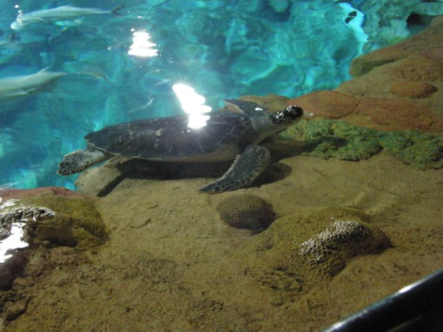 oceanpark1401200942.jpg