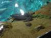 oceanpark1401200942_small.jpg