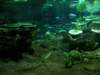 oceanpark1401200946_small.jpg