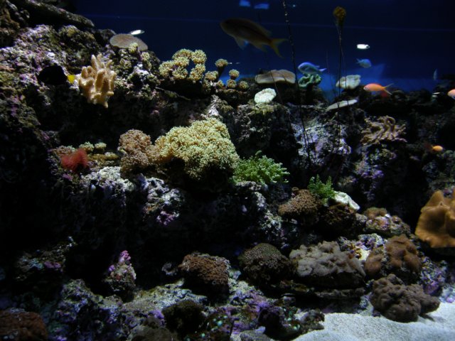 oceanpark1401200948.jpg