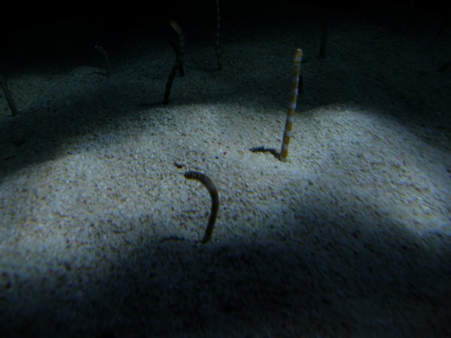 oceanpark1401200950.jpg