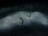 oceanpark1401200950_small.jpg