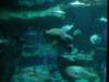 oceanpark1401200953_small.jpg