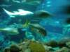 oceanpark1401200954_small.jpg