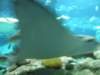 oceanpark1401200955_small.jpg